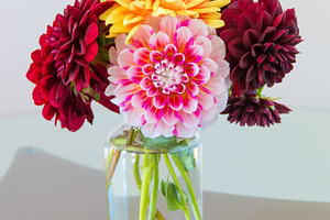 Dahlia flowers featuring autumn, background, and beauty