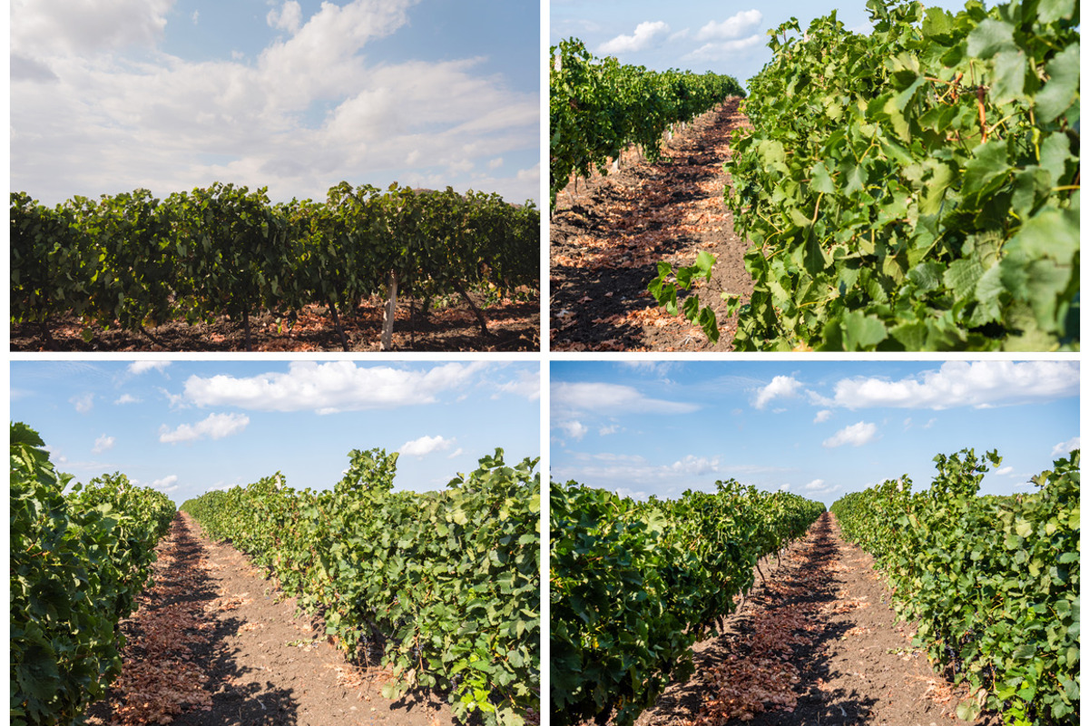Vineyard photo pack, a Nature Photo by outlinez (Photo 2 of 3)
