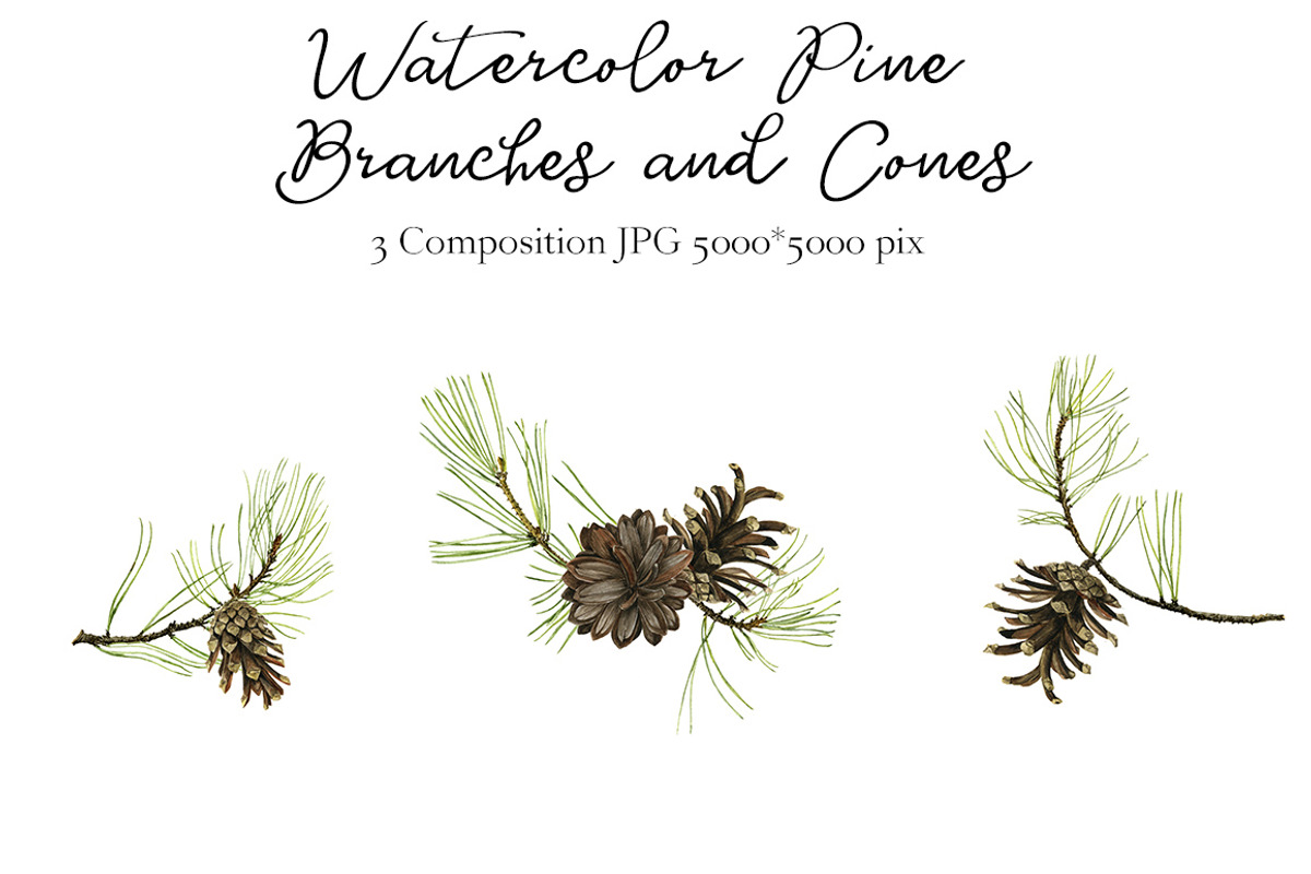 Watercolor Pine Branches and Cones, a Decorative Illustration by cat_arch_angel (Photo 3 of 5)
