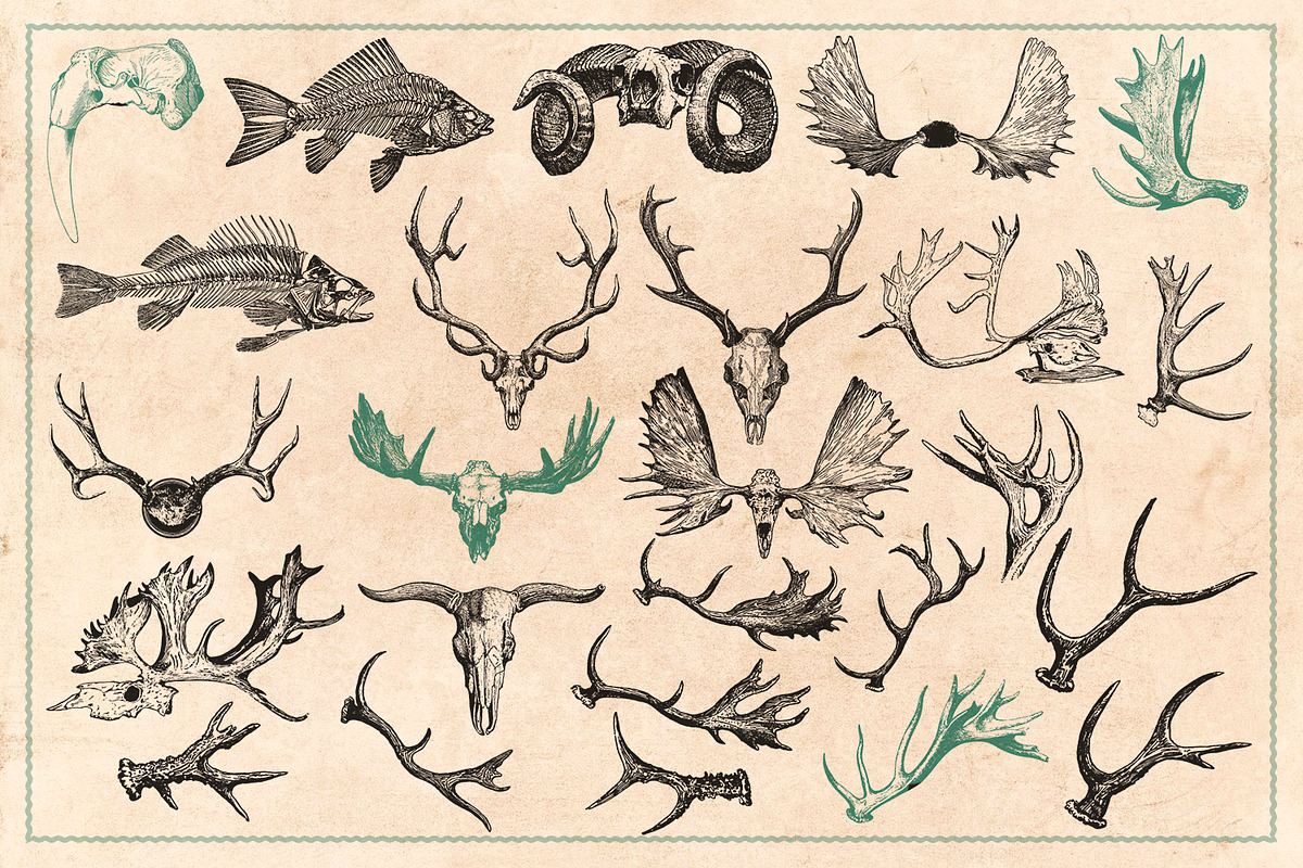 125 Vintage Animal Bones (Vector), an Animal Illustration by Brigantine Designs (Photo 9 of 9)