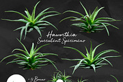 Succulents -Real Haworthia Specimens, an Object Graphic by Turning Moss (Thumbnail 9 of 9)