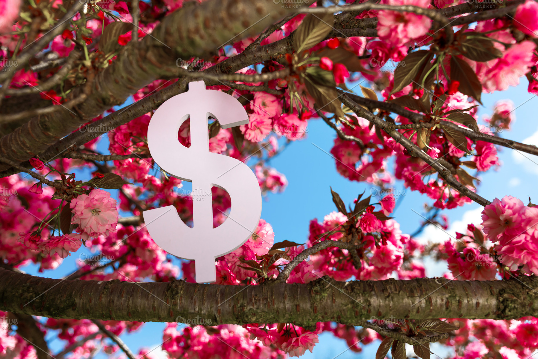 White dollar sign hanging among bright pink cherry blossoms on a, a Nature Photo by Ales Munt