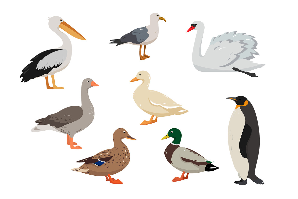 Bird collection, an Animal Illustration by Elena Istomina (Photo 6 of 7)