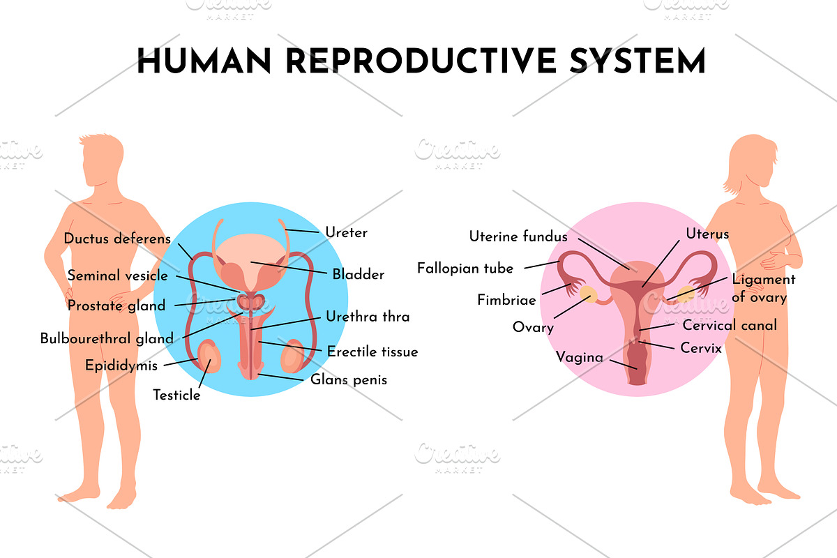 Human Reproductive System, an Object Illustration by Things for designers