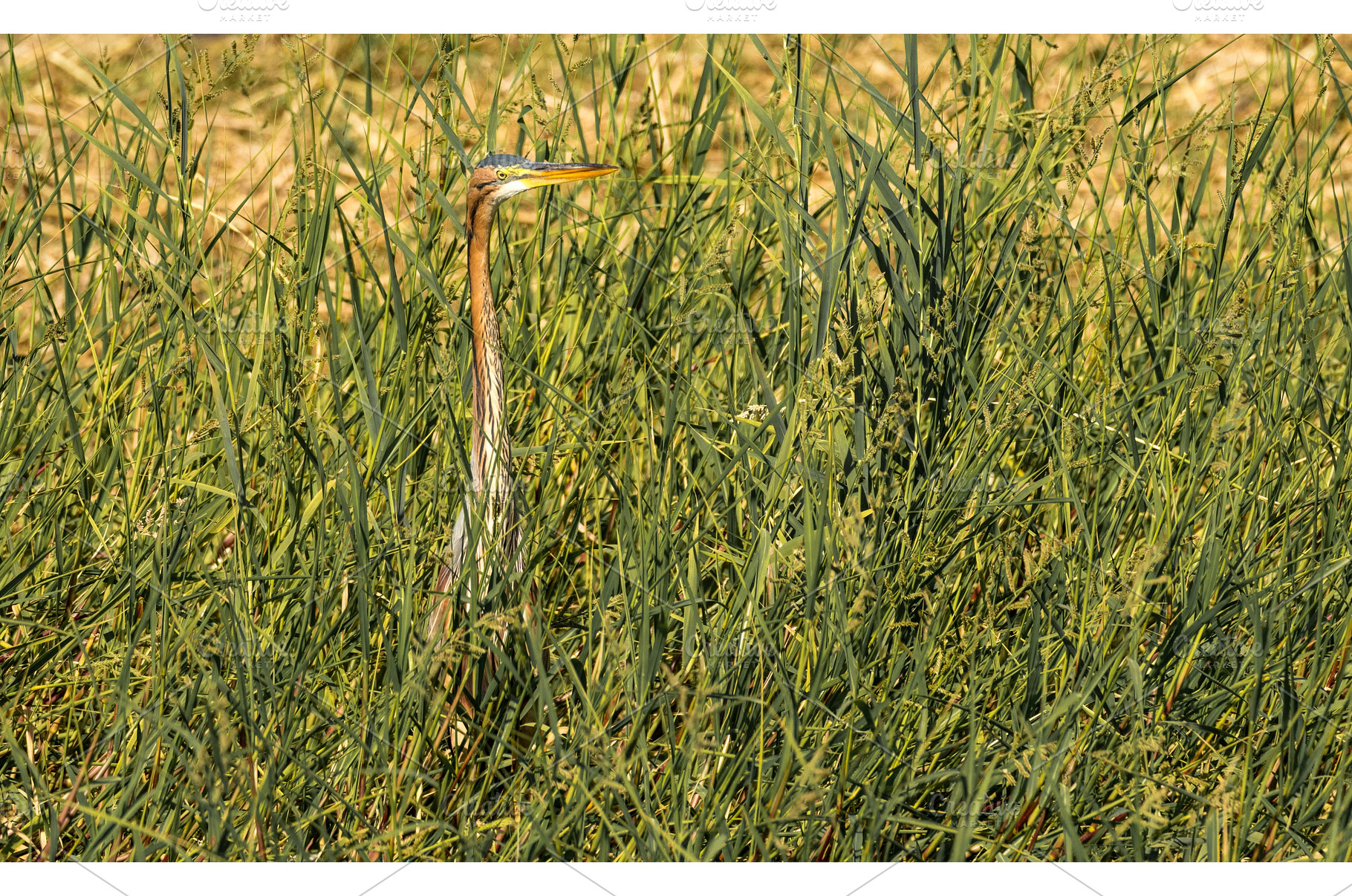 Single grey heron bird standing in, an Animal Photo by Backyard Stock