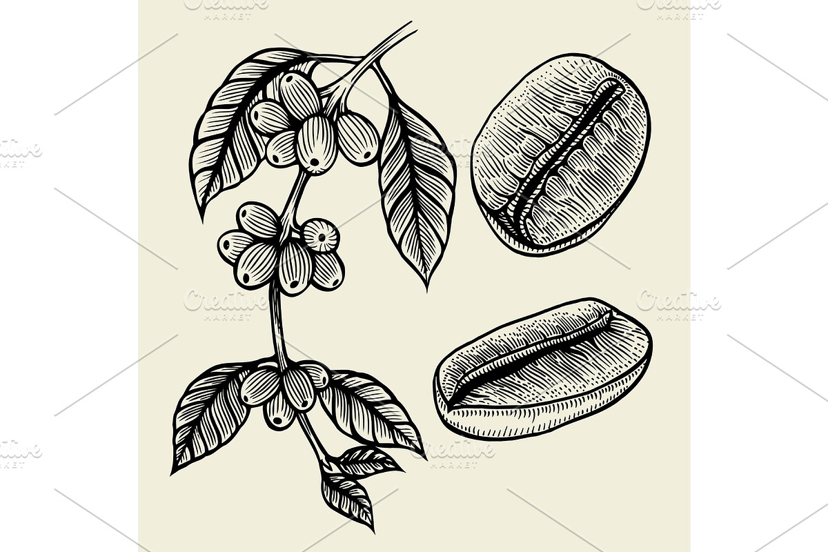 Coffee plant branch, a Food Illustration by IllustrationArtShop