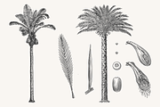 Palm Tree Vector Illustration Bundle, an Illustration by Kusumaillustration (Thumbnail 4 of 15)