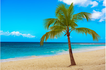 Single palm tree in exotic tropical, a Nature Photo by Nature and travel