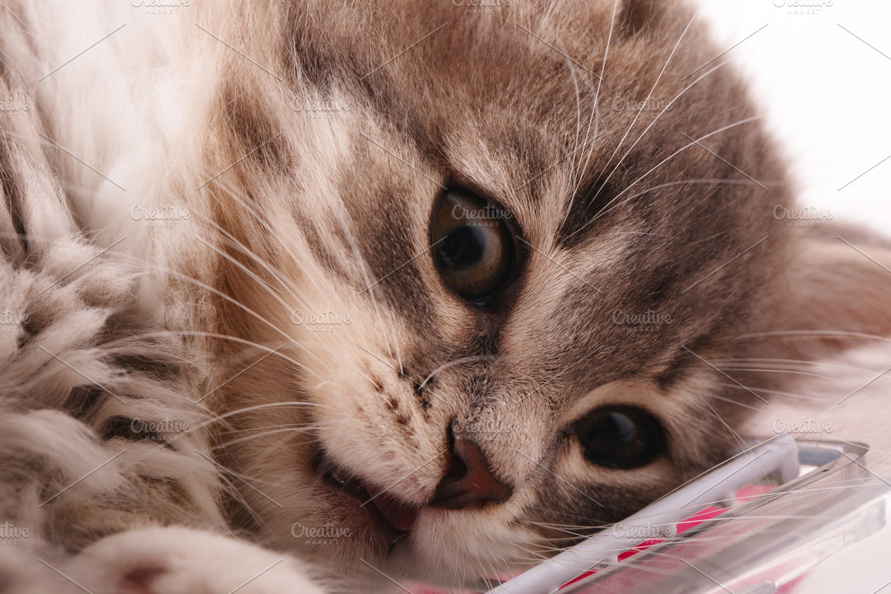 Adorable fluffy kitten in a playful pose, captured in soft natural light, perfe, an Animal Photo by Ales Munt