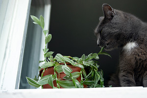 Gray cat nibbling on a green houseplant by a bright window, with natural light, an Animal Photo by Ales Munt