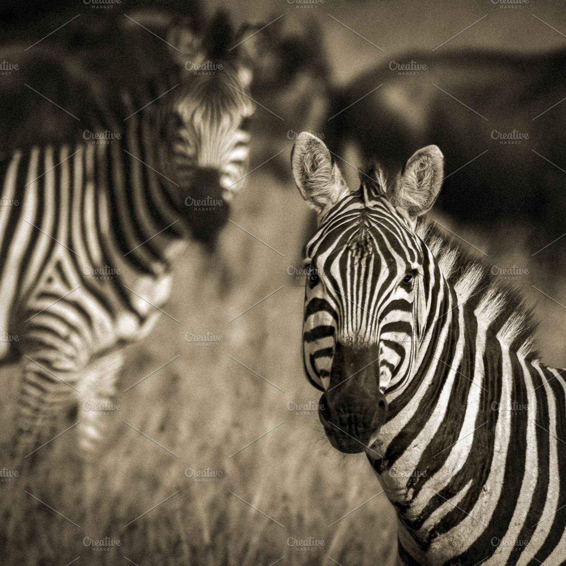 Are you watching me?, an Animal Photo by Toni Tejón Photography