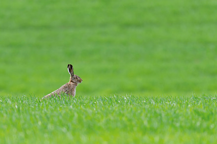 Adult hare sitting in green grass. Wildlife scene from nature. A