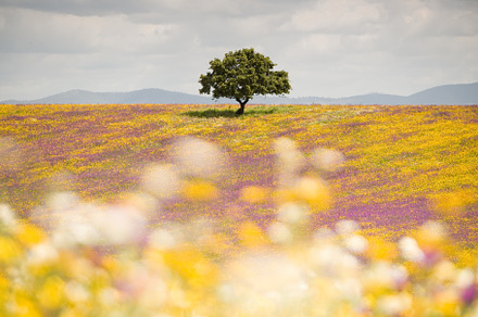 Spring in Spanish Meadow
