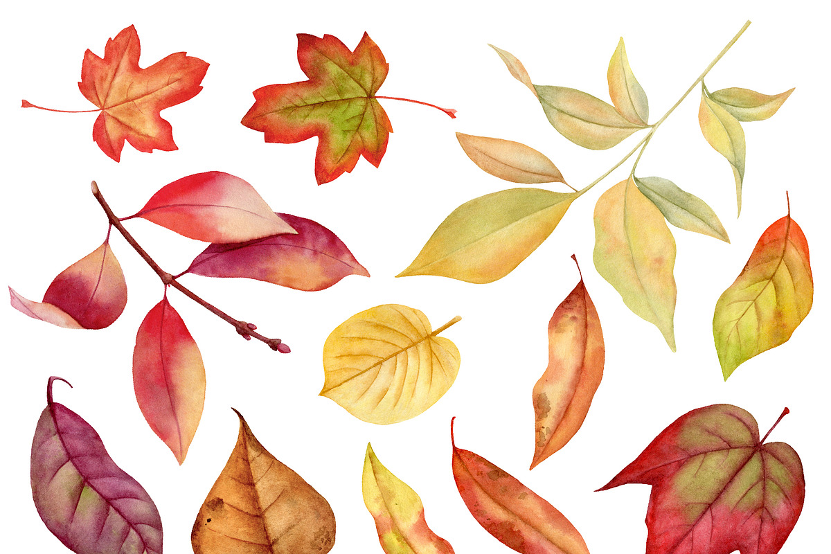Autumn Herbarium Watercolor Clipart, a Background Graphic by Watercolor Clipart (Photo 4 of 4)