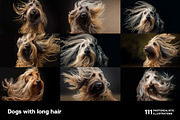 Dogs with long hair. 111 images, an Animal Photo by Handmadefont (Thumbnail 5 of 15)