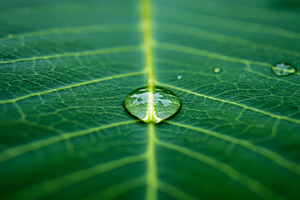 Close-up of a single water droplet r, a Nature Photo by professorinc
