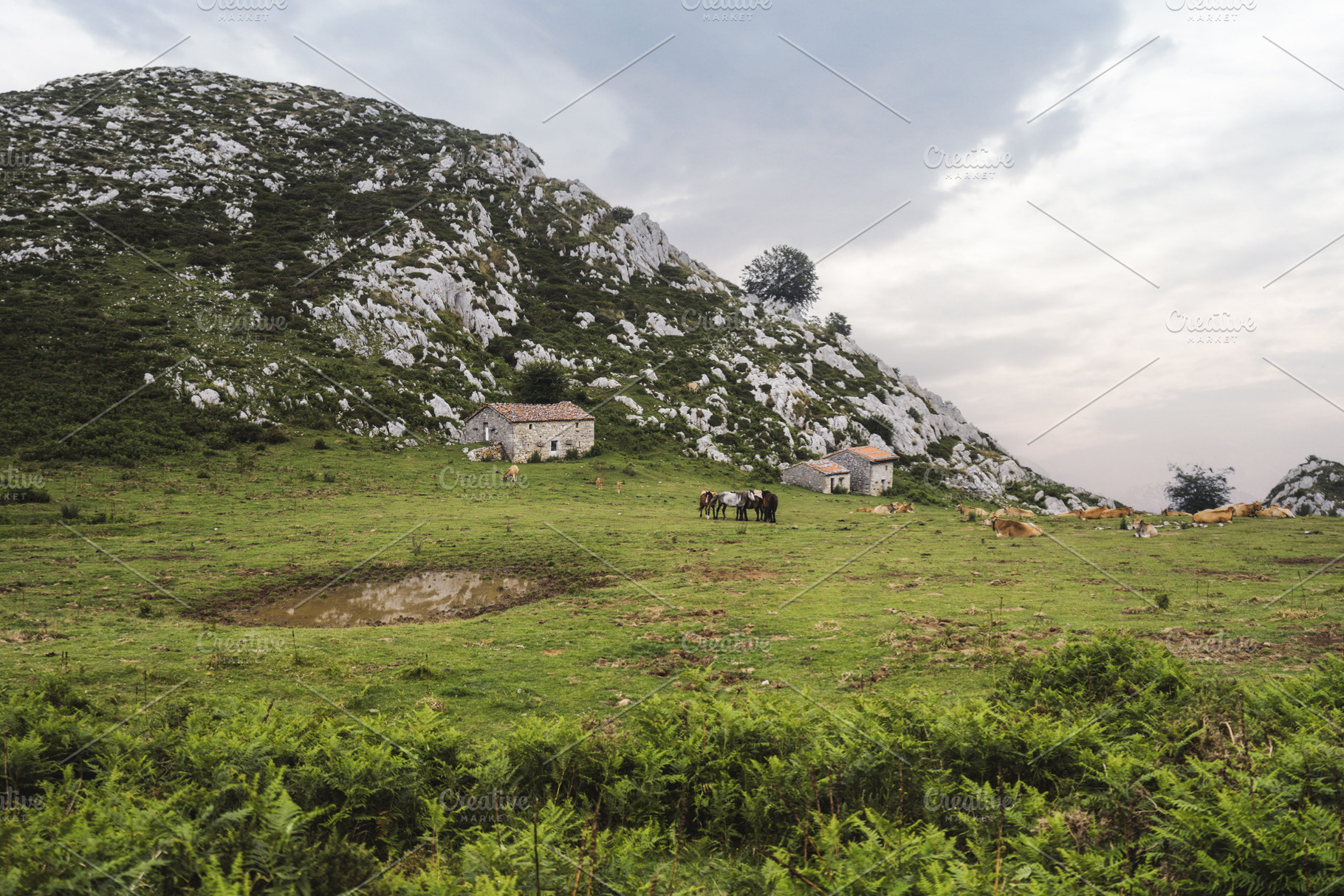 Mountain meadow with farm animals, an Animal Photo by SkyNext