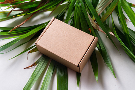 Brown cardboard box on green palm branch, a Photo by MDBildes