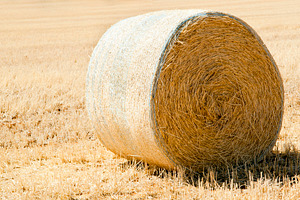 Harvest Time, a Nature Photo by THP Creative