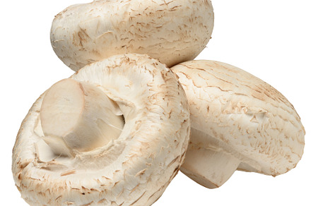 Fresh white button mushrooms piled on white background. Close-up