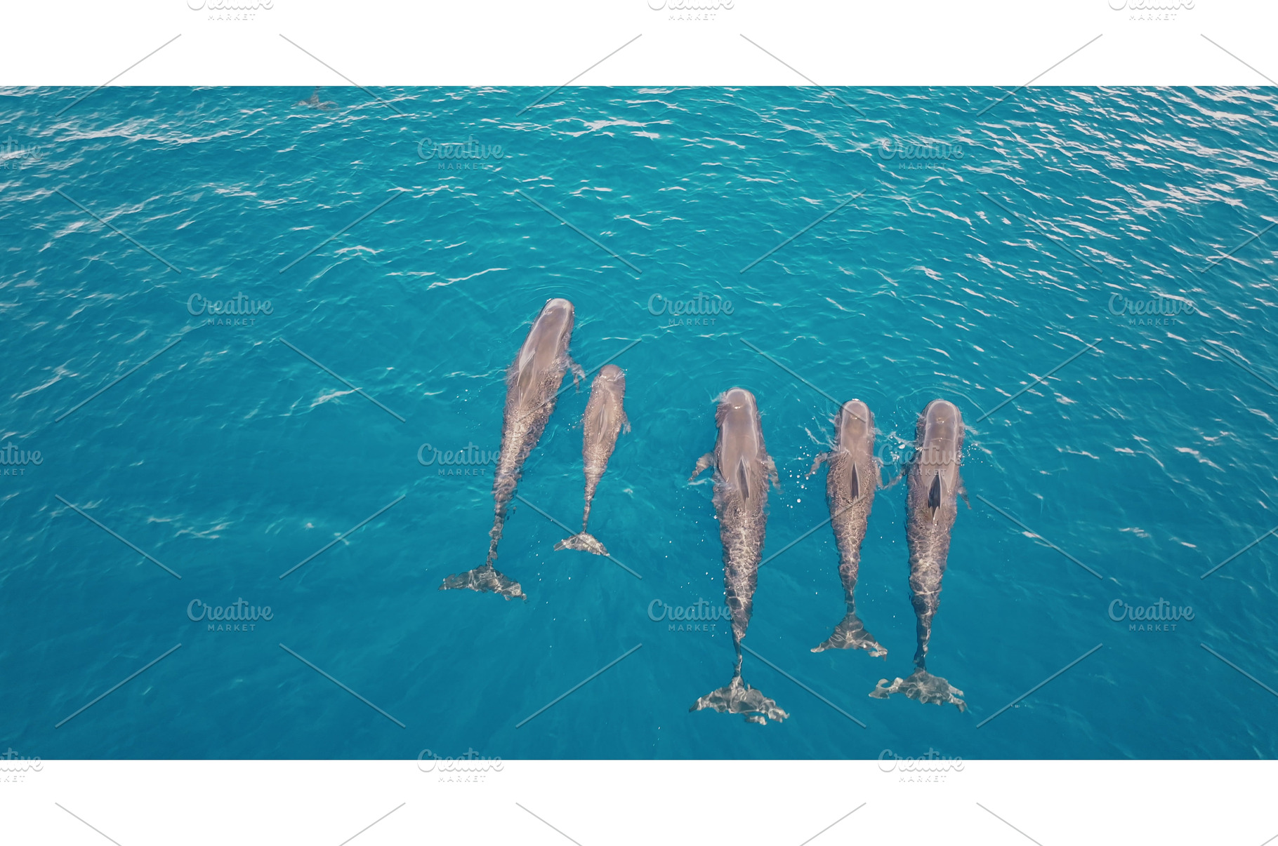 Family of pilot whales swimming in, an Animal Photo by Goinyk