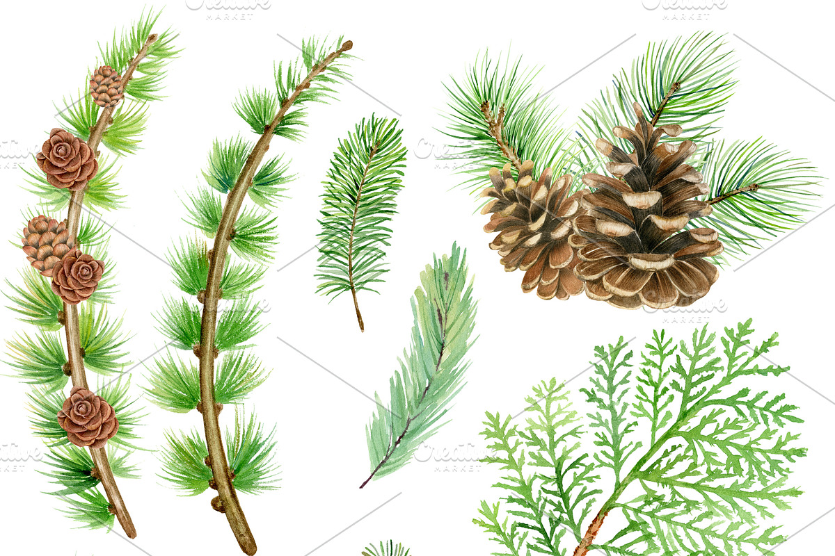 Watercolor pine cones clipart set, an Illustration by svetodesign (Photo 4 of 9)