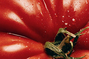 Vegetable Image Collection, a Food & Drink Photo by nkate (Thumbnail 3 of 15)