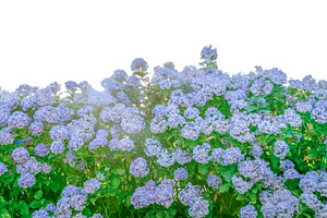 Flower bush of hydrangeas at golden hour isolated photo, a Nature Photo by DanFLCreativo