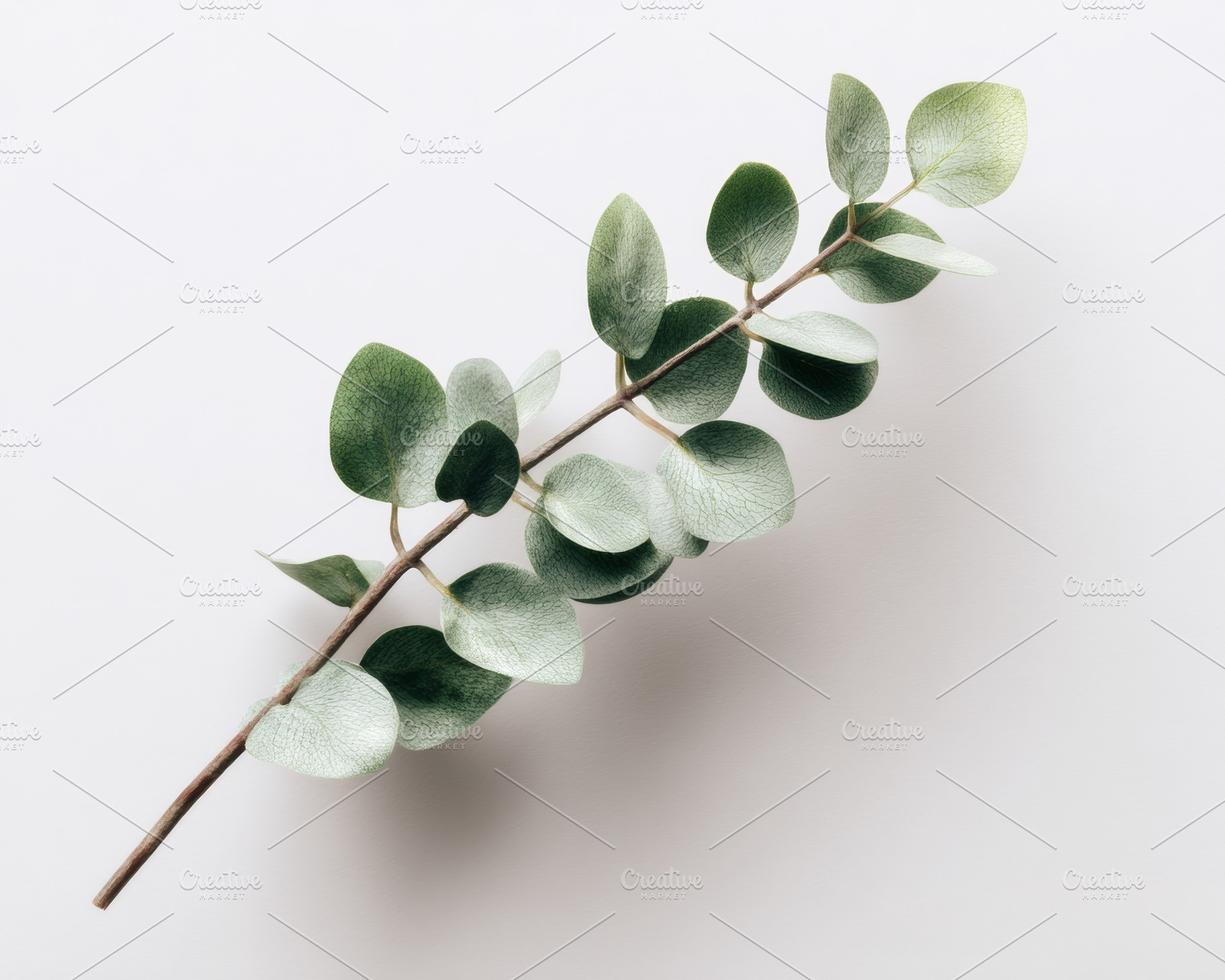 Single eucalyptus branch, a Nature Photo by Virgo Studio