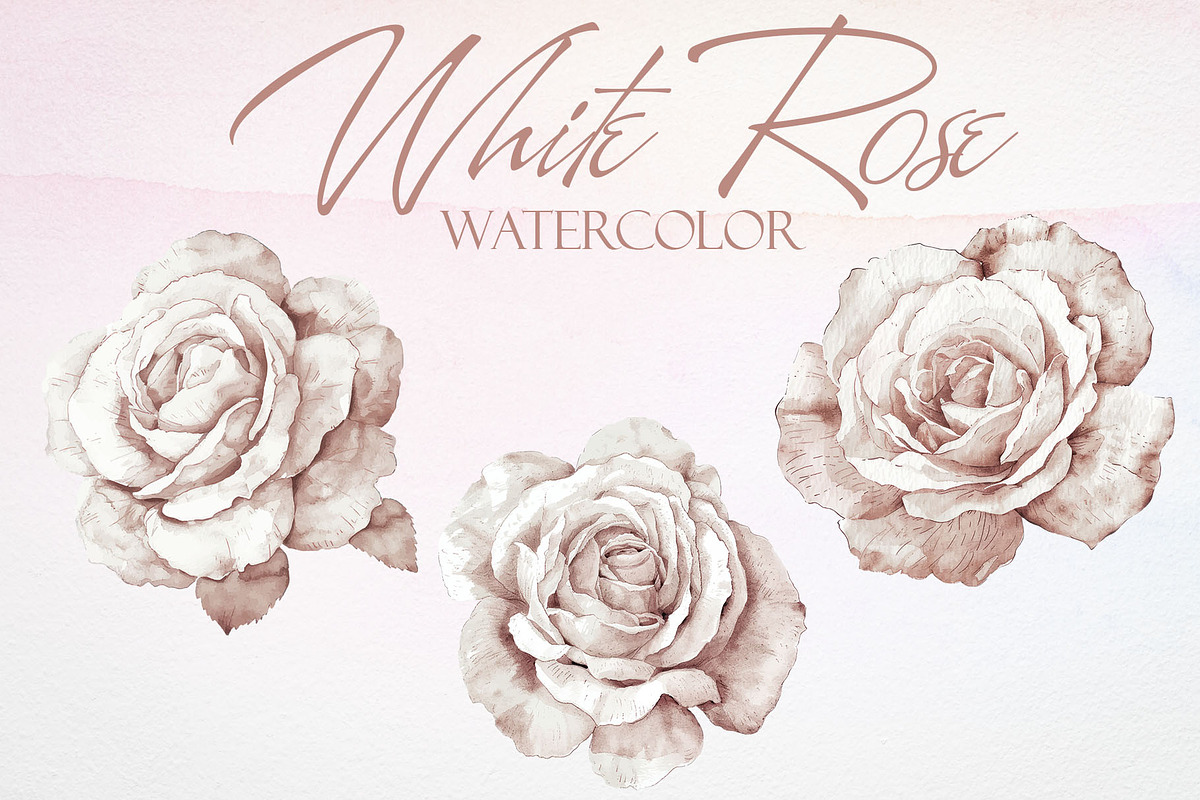 Watercolor White Rose Vector Set, a Graphic by Deckar_art (Photo 1 of 5)