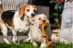 Beagle and Maltipoo Playing and