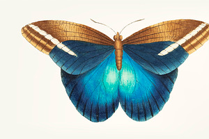 Drawing - Great Occidental Butterfly