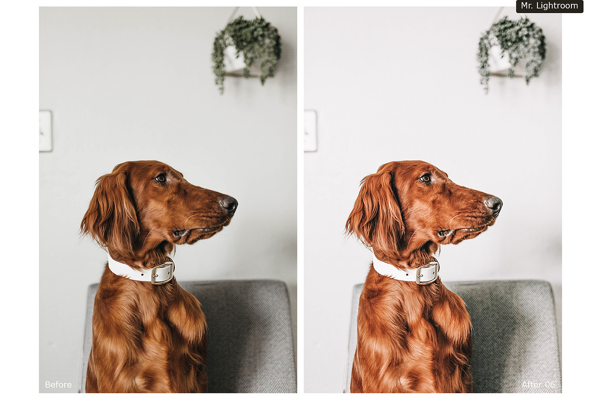 World of Pets Dogs Lightroom Presets, a Preset Add-On by HappyNews (Photo 5 of 7)
