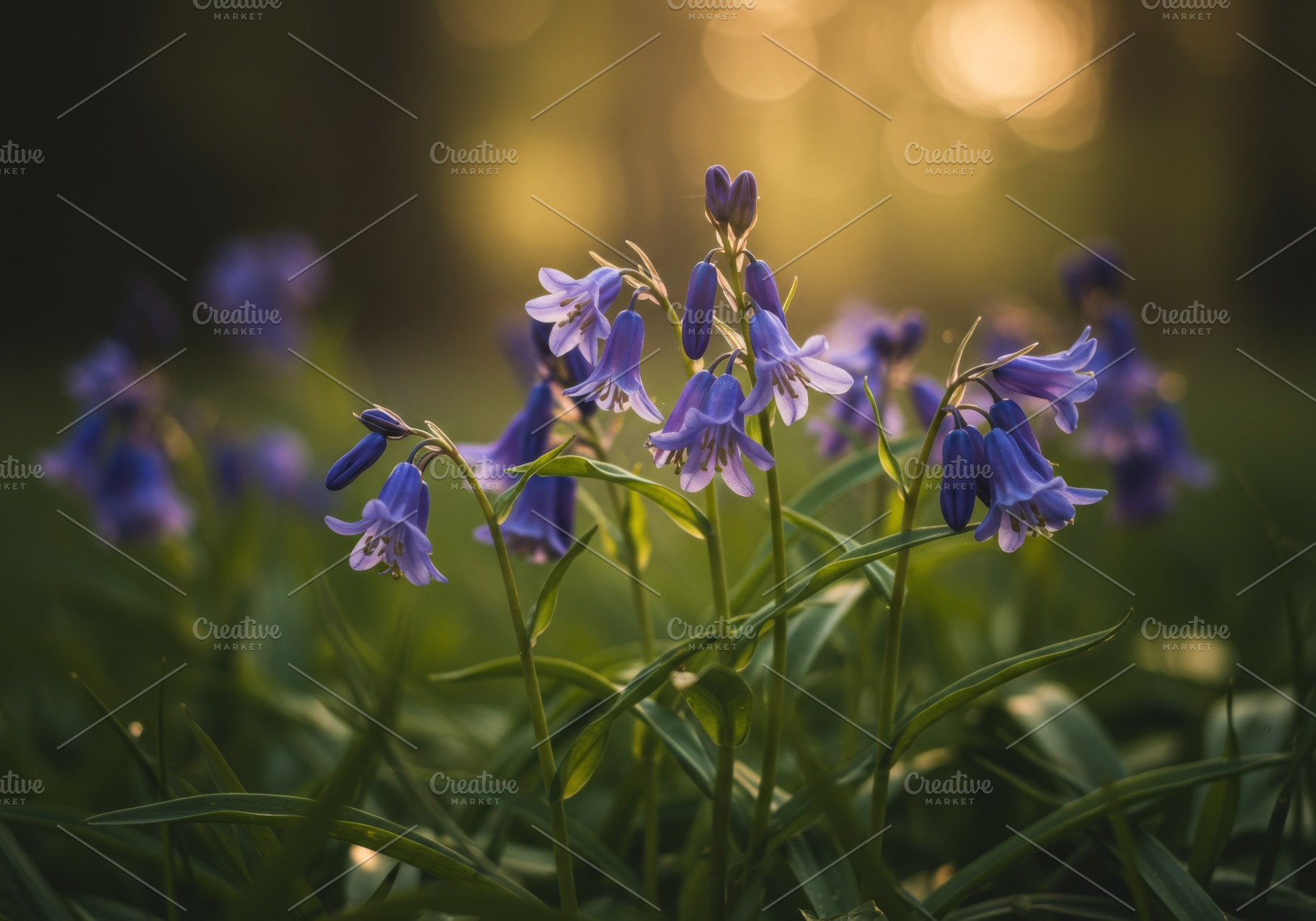Close-up of blooming bluebells, a Nature Photo by professorinc