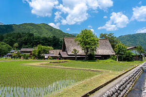 Traditional houses and rice fields in Shirakawa-go, rural Japan, an Architecture Photo by GoodGoods
