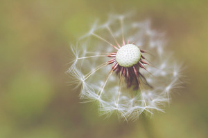 01 Dandelion Photo/Template