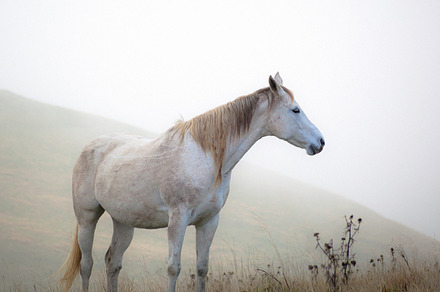 Horse grazing the grass containing horse, stallion, and fog