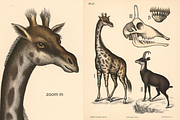 Dybdahl's Zoological Charts, an Animal Illustration by Digital Museum (Thumbnail 4 of 9)
