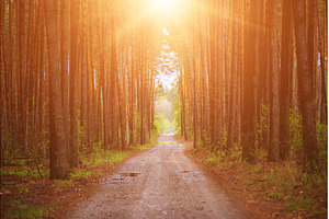 Sunny pine forest, a Nature Photo by Nature and travel