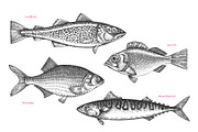 Fish#2 Vector Collection, a Food Illustration by Lubov Illustrations Shop (Thumbnail 3 of 12)