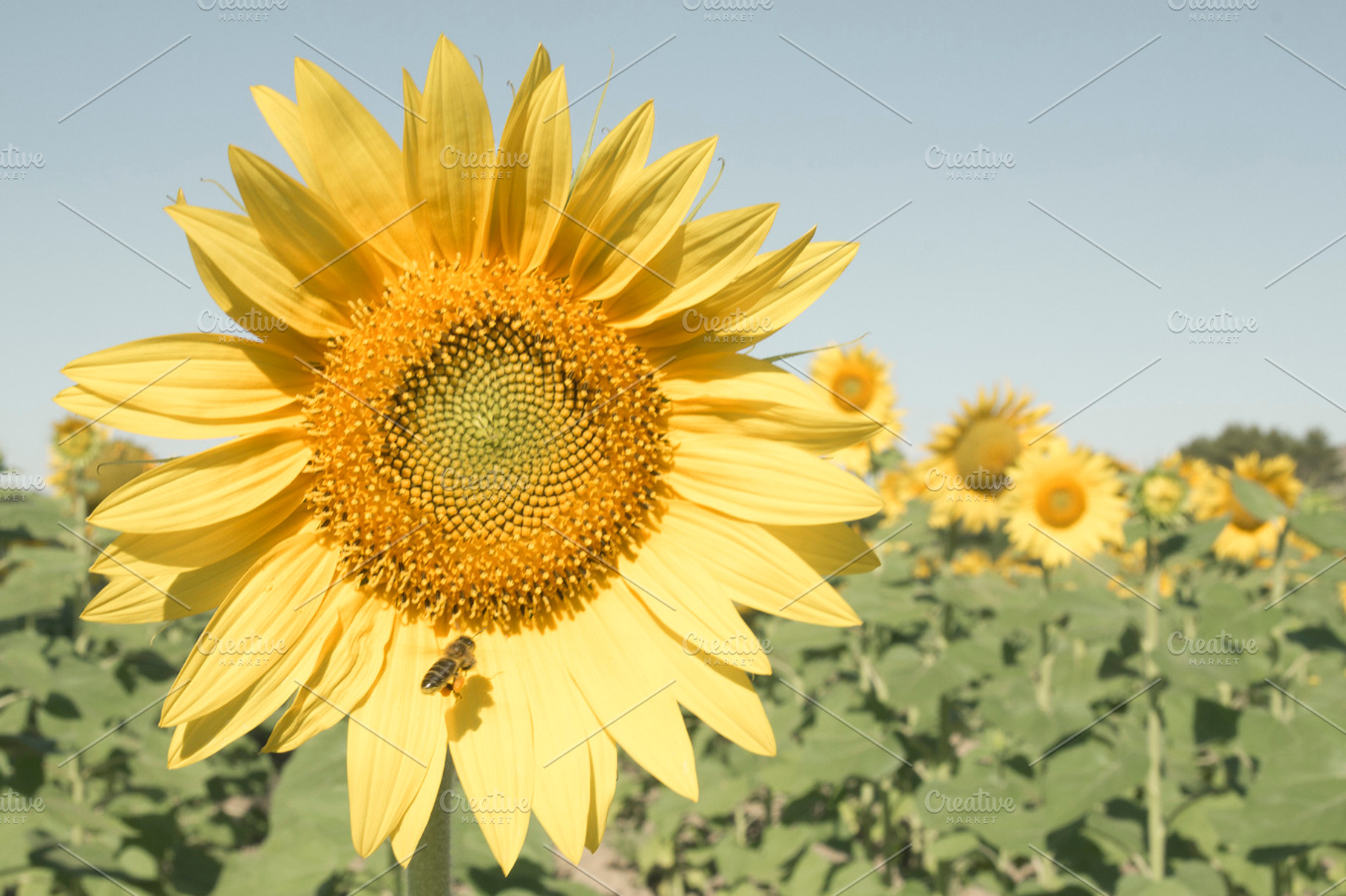 Sunflowers 4 containing sunflower, sunflowers, and agriculture, a Nature Photo by creadorimatges