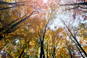 Warm colors during autumn
