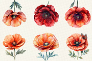 Corn Poppy Flower Bloom Clipart, an Illustration by OK Design (Thumbnail 2 of 5)