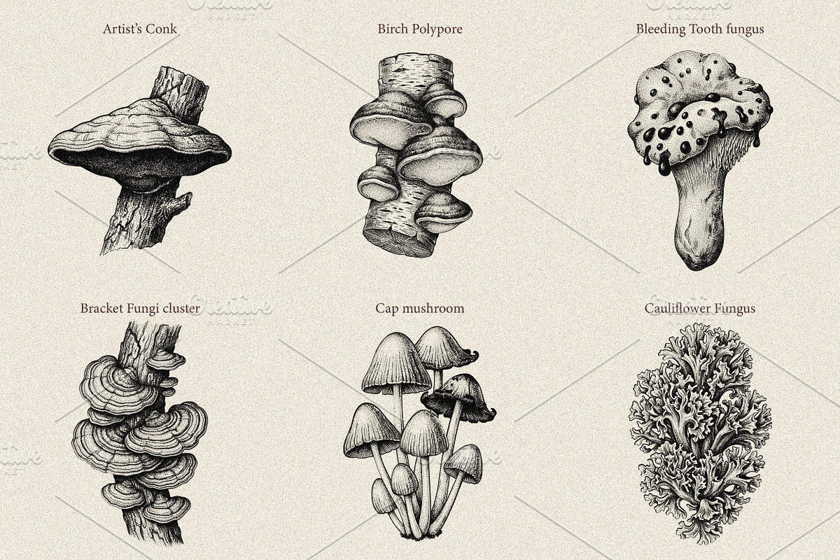 35 Mushrooms & Fungi–Engraved Vector, an Object Graphic by Gonez Studio (Photo 6 of 13)