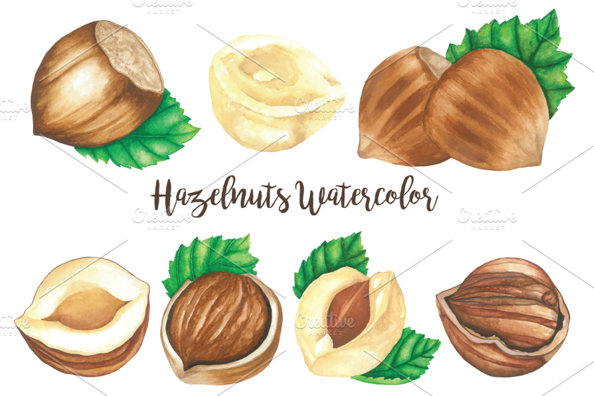 Hazelnuts Watercolors Illustration, an Illustration by andypray (Photo 4 of 5)