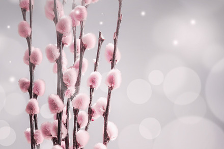 Furry pink catkin at bokeh