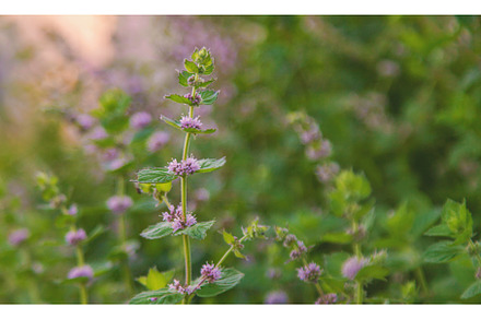 Mint blooms in the garden. Selective, a Nature Photo by yanadjana