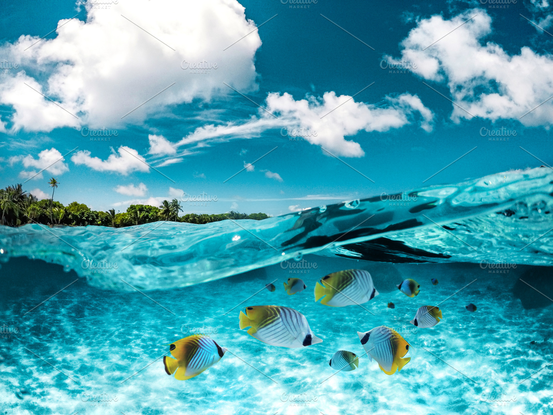 Maldives underwater Butterflyfishes, a Nature Photo by shaafil