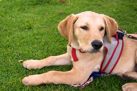 Dog in the grass containing dog, best friend, and grass