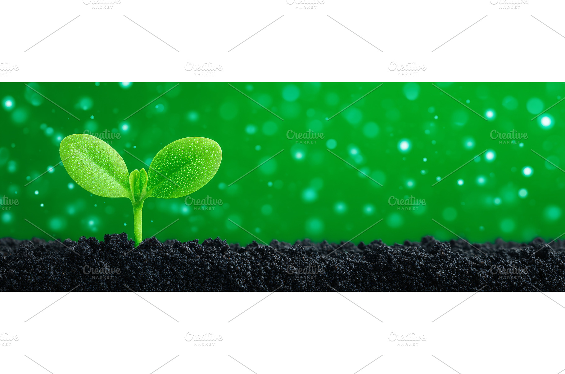 A panoramic view of a small tree, a Nature Photo by ZinetroN